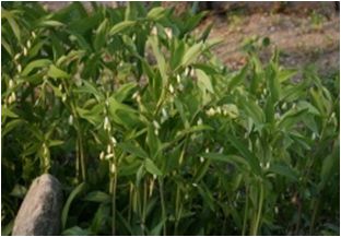 둥굴레(백합과)